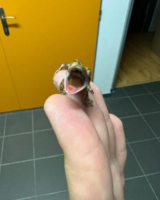 Veľmi zaujímavy Dark Fantom LW 😍 * Very interesting Dark Phantom LW🦎 * #rhacodactylus #rhacodactylusciliatus #gecko...