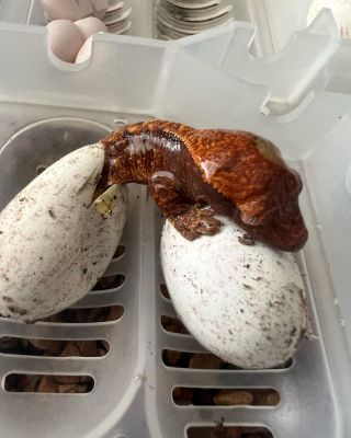 #rhacodactylus #rhacodactylusciliatus #gecko #geckos #geckosofinstagram #geckosofig #reptiles #reptilesofinstagram...