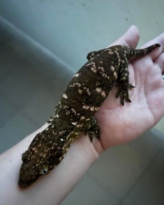 Male 100g 2/23 🏡✈️ * #gecko #geckos #giantgecko #rhacodactylus #rhacodactylusleachianus #leachianus #leachianusgecko...