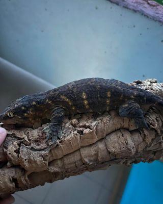 Female 160g 11/22 🏡✈️ * #gecko #geckos #giantgecko #rhacodactylus #rhacodactylusleachianus #leachianus #leachianusgecko...