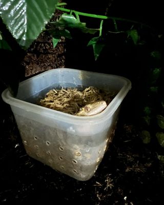 A už to začína znova, tento rok som samcov nevyberal z terarii. * #rhacodactylus #rhacodactylusciliatus #gecko #geckos...